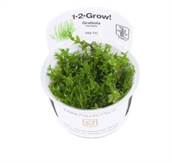 Gratiola viscidula 1-2-grow